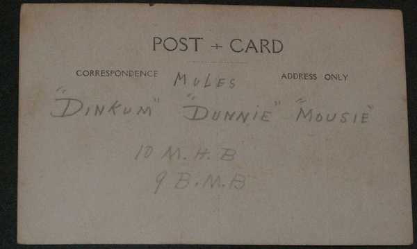 Postcard of Mules (2)