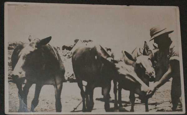 Postcard of Mules (1)