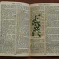 Bible belonging to Rifleman Harry Green (3)