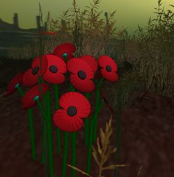 Second Life Poppies